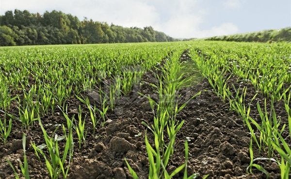 تسهیلات پرداختی بانک کشاورزی در حمایت از زراعت محصولات بهاره و پاییزه