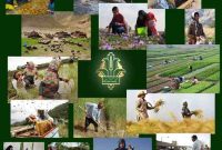 حمایت بانک کشاورزی از اشتغال مددجویان کمیته امداد و بهزیستی