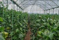 بهره برداری از گلخانه ۳۰هکتاری با مشارکت بانک کشاورزی در زنجان