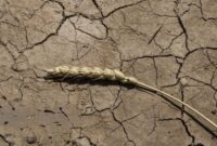  آغاز مرحله اول پرداخت غرامت گندمکاران با واریز ۱۱۰۰ میلیارد تومان